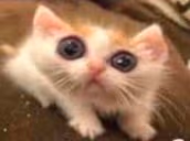 Uh emote