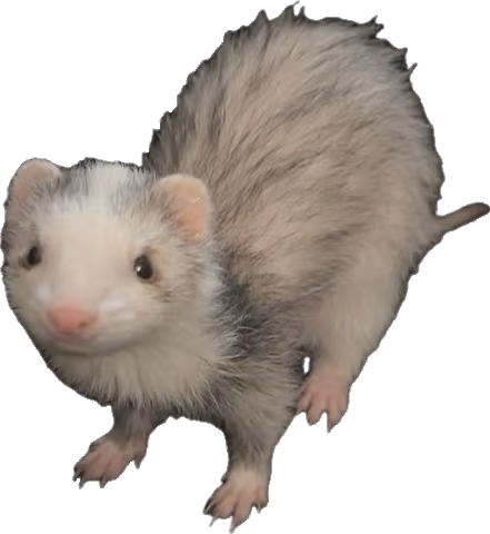 ferret emote