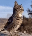 birdCat emote