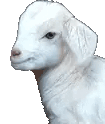 goatJam animated emote