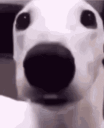 chills animated emote