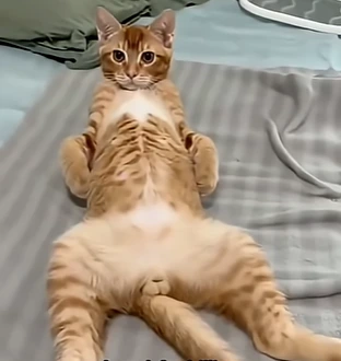 cat emote