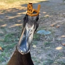 rich_duck emote