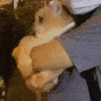 fatcat_scared emote