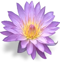 flower_waterlily emote