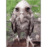 wet_owl_gif animated emote