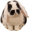 bunnysit static emote
