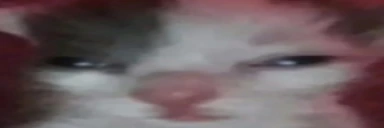 OhioCat emote