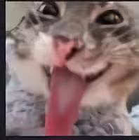 Gatitolenguino emote