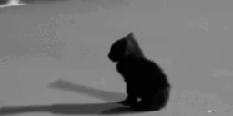 SadKitty emote