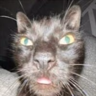 Cat_wej emote