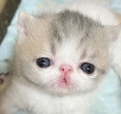 upid emote