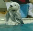 HappyOtter emote