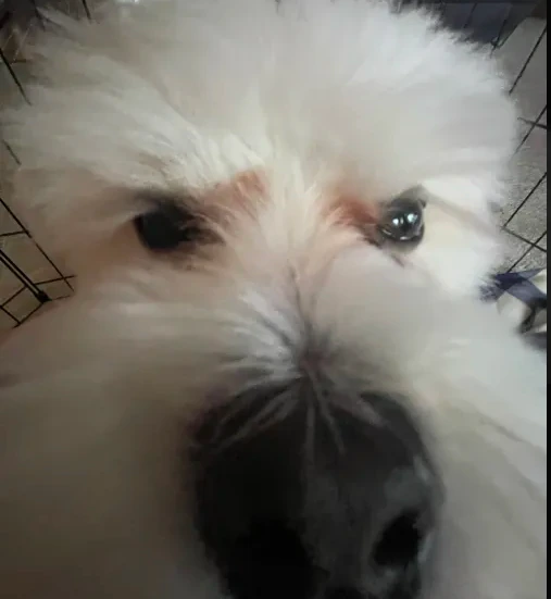 InterestedDog emote