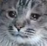 CE_Crine emote