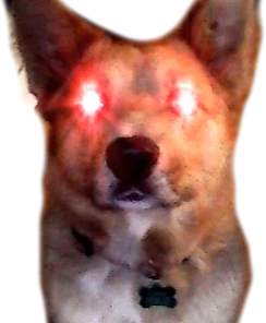 TriggeredDoggo emote