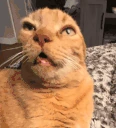 luh emote