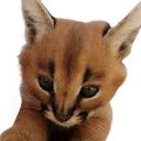 Cute_Young_Floppa emote
