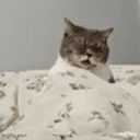 catJork animated emote