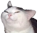 knifecat emote