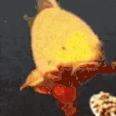 fishBreakfast emote