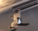 catSTOMP emote