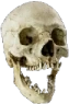 skull_pog emote