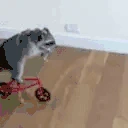bike emote