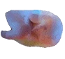 holo_chook emote