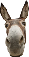 donkey emote