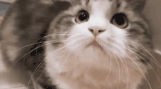taktaktak emote