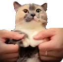 catDancing emote