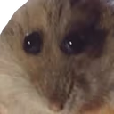 Hampter emote