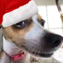 ChristmasDogSus emoji