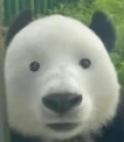 Panda emote