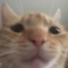 SadCat emote