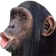 monke emote
