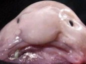 Blobfish emote