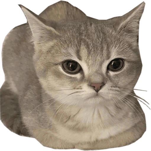 uvu emote
