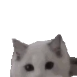 catHELLO emote