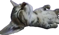 damnbruhimeepyasfrn emote