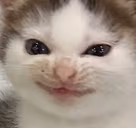 evil emote
