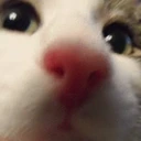 CE_Looking1 emote