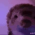 Ferret_Rainbow emote