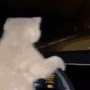 FUCKITCATDRIVINGUSHOME emoji