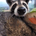SNIFFA emote