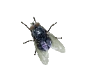 fly emote