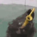 sealSAX emote