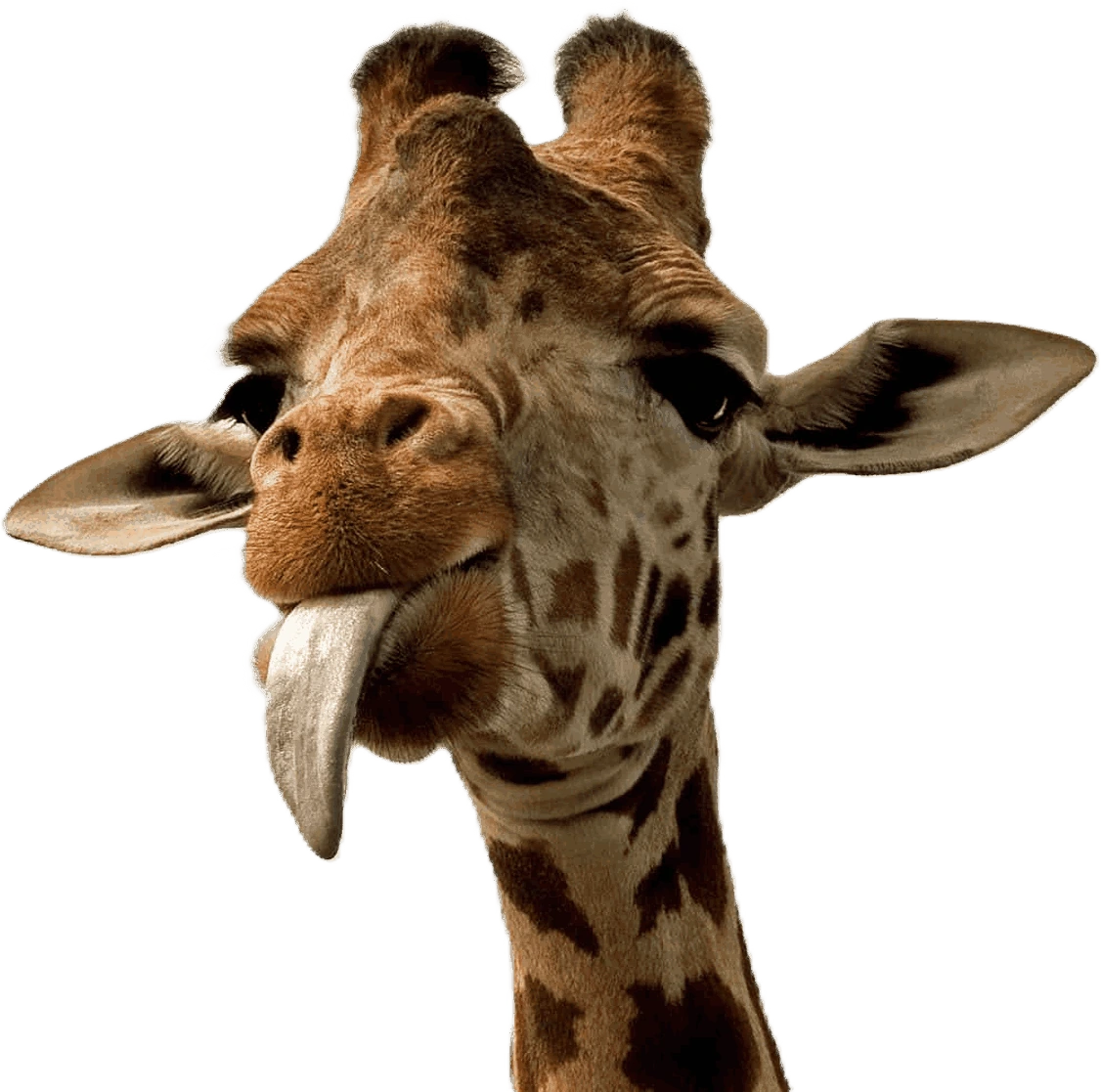 giraffe_cozy emote