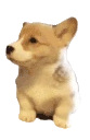 Awoo emote